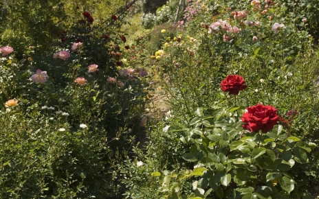 Endless varieties of roses